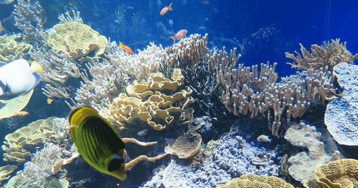魚と珊瑚礁