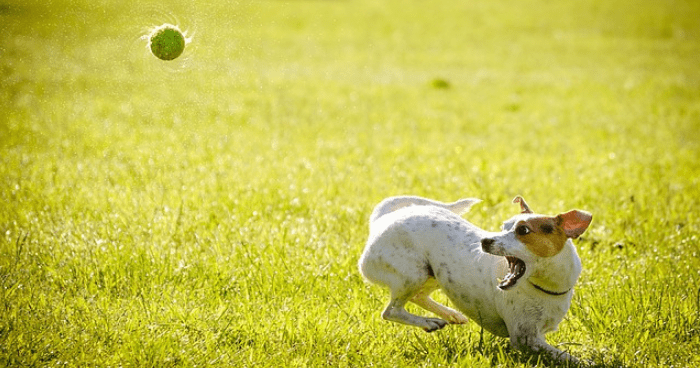 ボールを追いかける犬