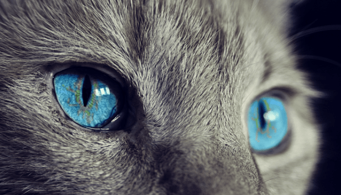 ネコの瞳