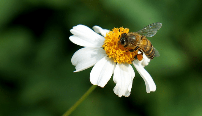 花の蜜を集めるミツバチ