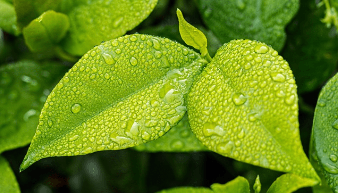 植物の葉の画像