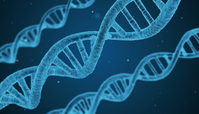 DNAの二重らせん構造